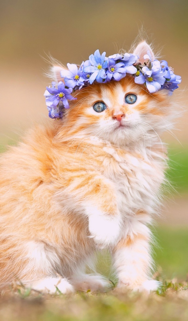 Маленький рыжий котенок с цветами на голове