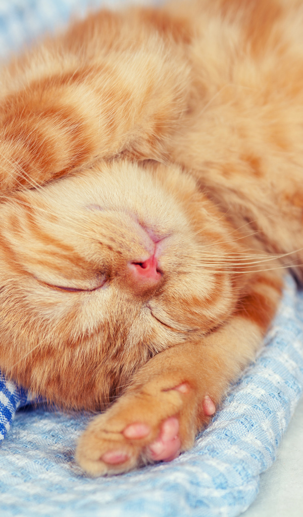Маленький спящий рыжий котенок 