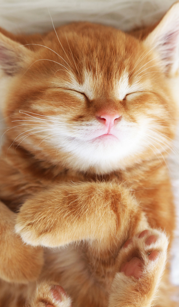 Милый спящий рыжий котенок