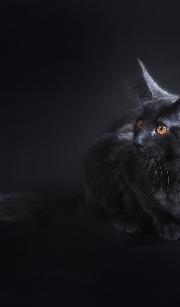 Кот породы мейн кун на сером фоне