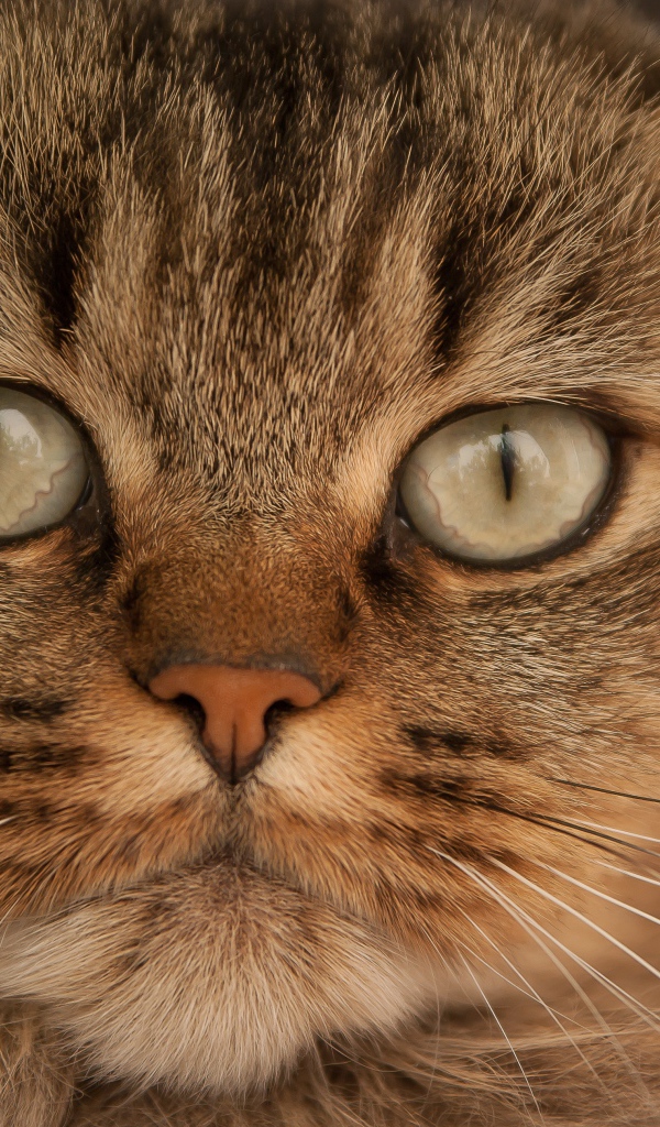 Морда большой пушистой серой кошки