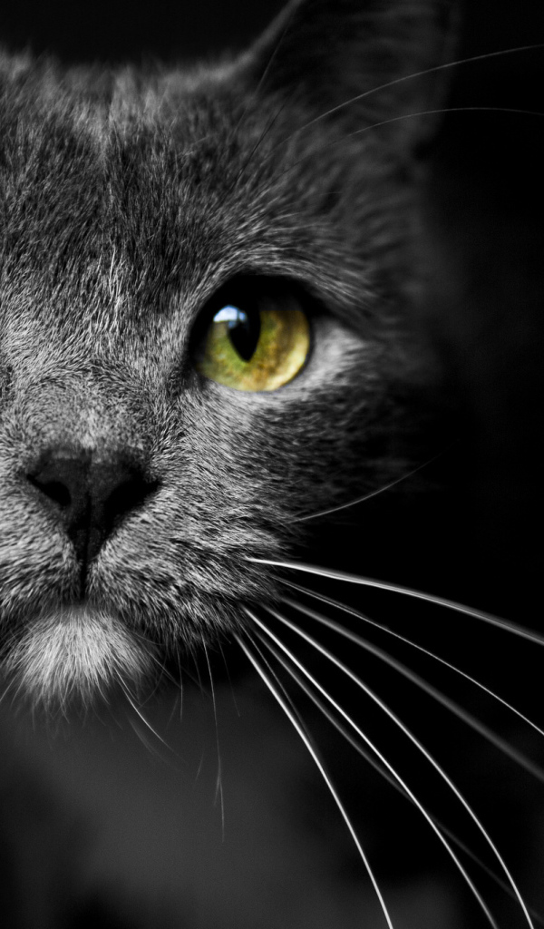 Морда кота с зелеными глазами 