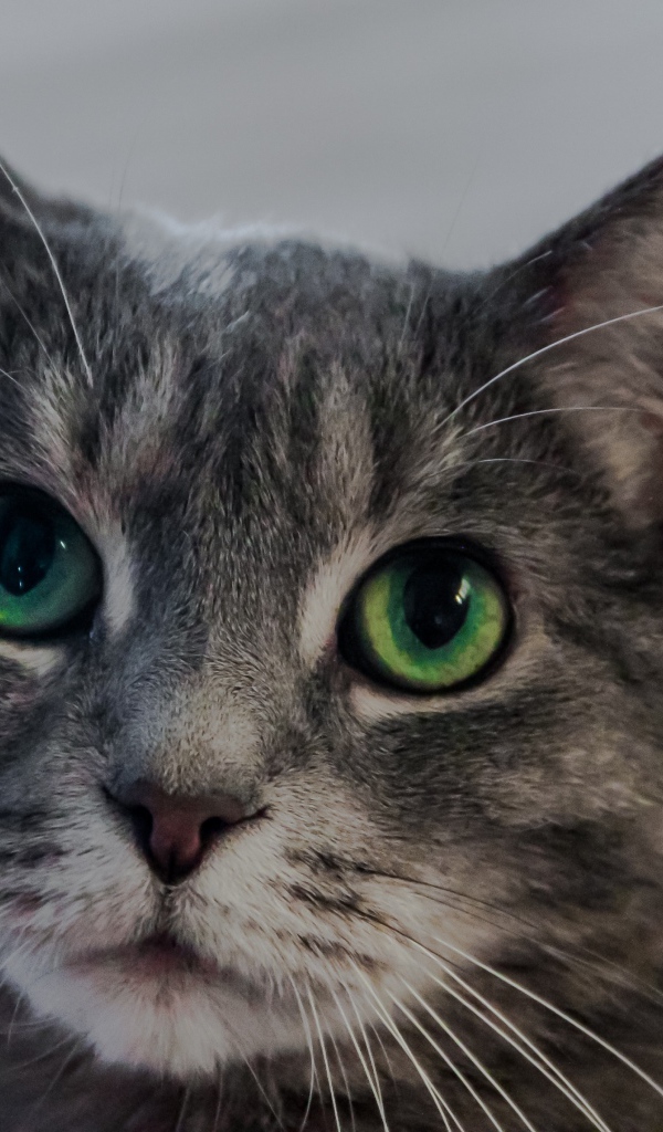 Морда серого кота с большими зелеными глазами 