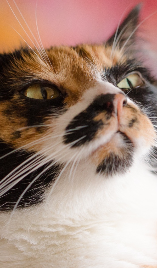 Морда кошки черепахового окраса