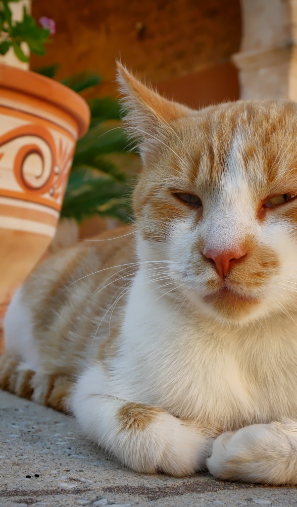 Рыже-белая кошка лежит на дороге у кувшина