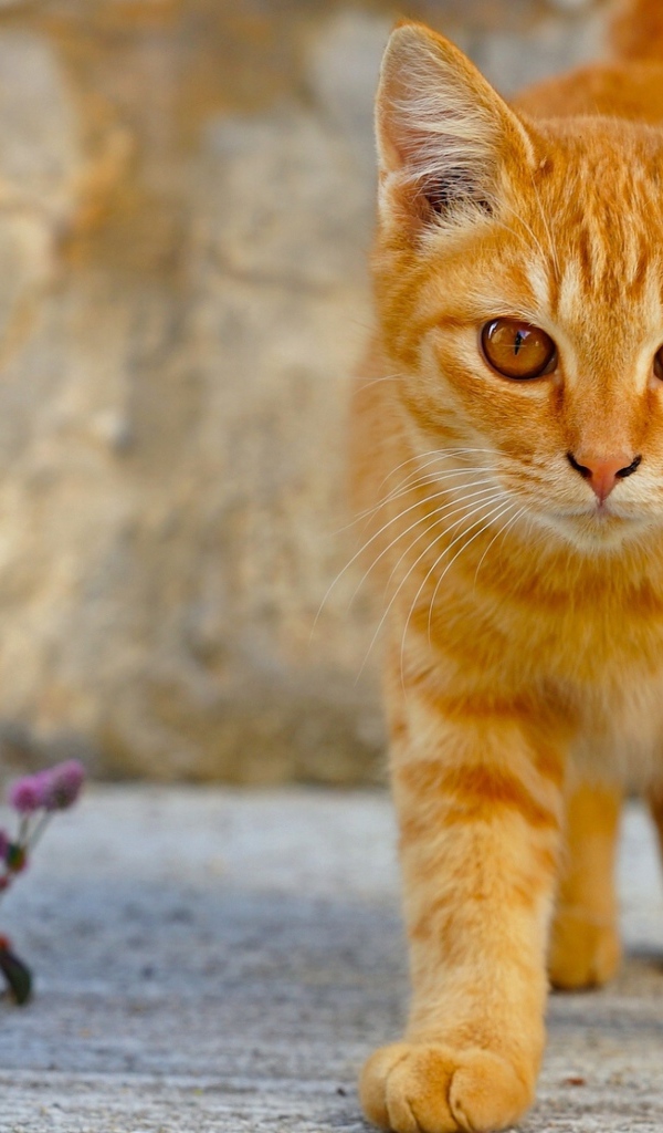 Рыжий кот с красивыми рыжими глазами 