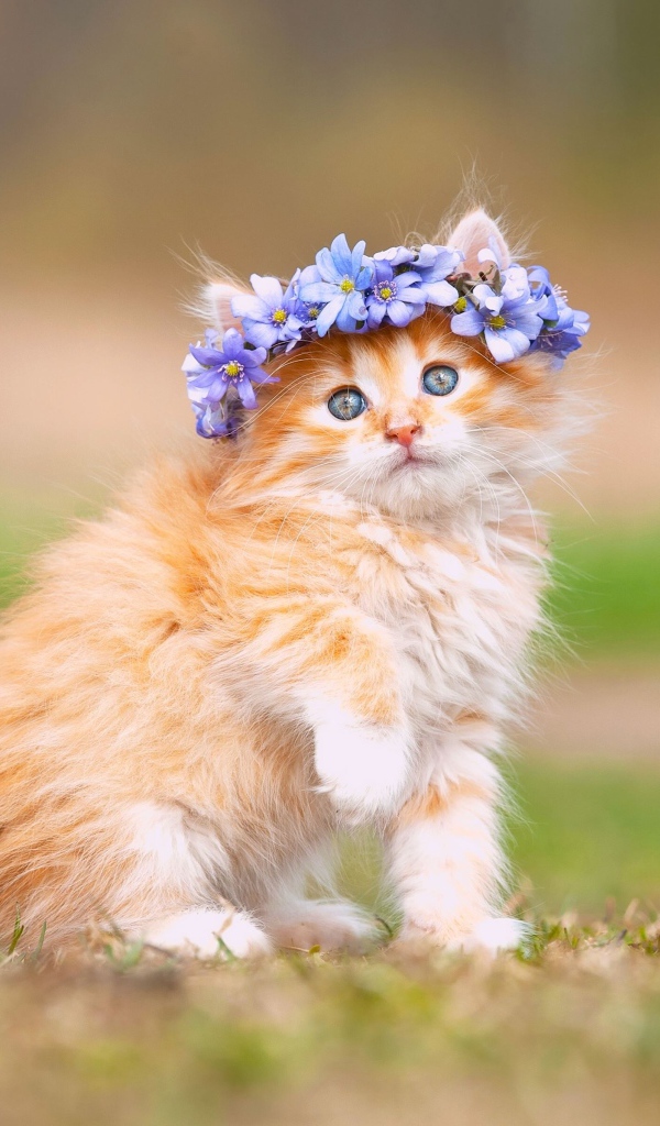Рыжий пушистый котенок венком из цветов на голове
