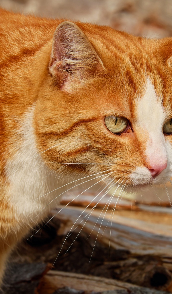 Красная макрель табби кошка