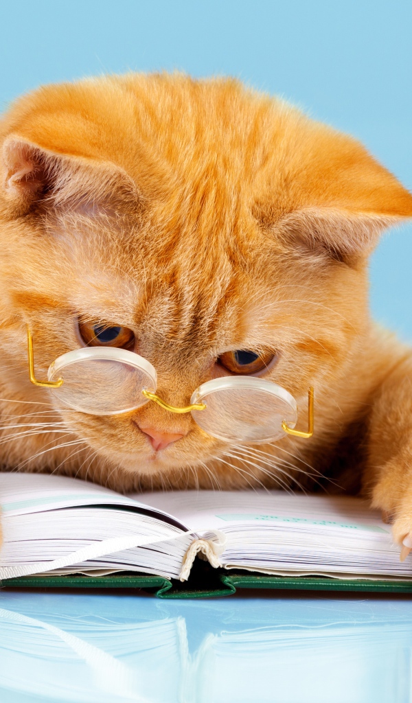 Рыжий забавный кот в очках с книгой 