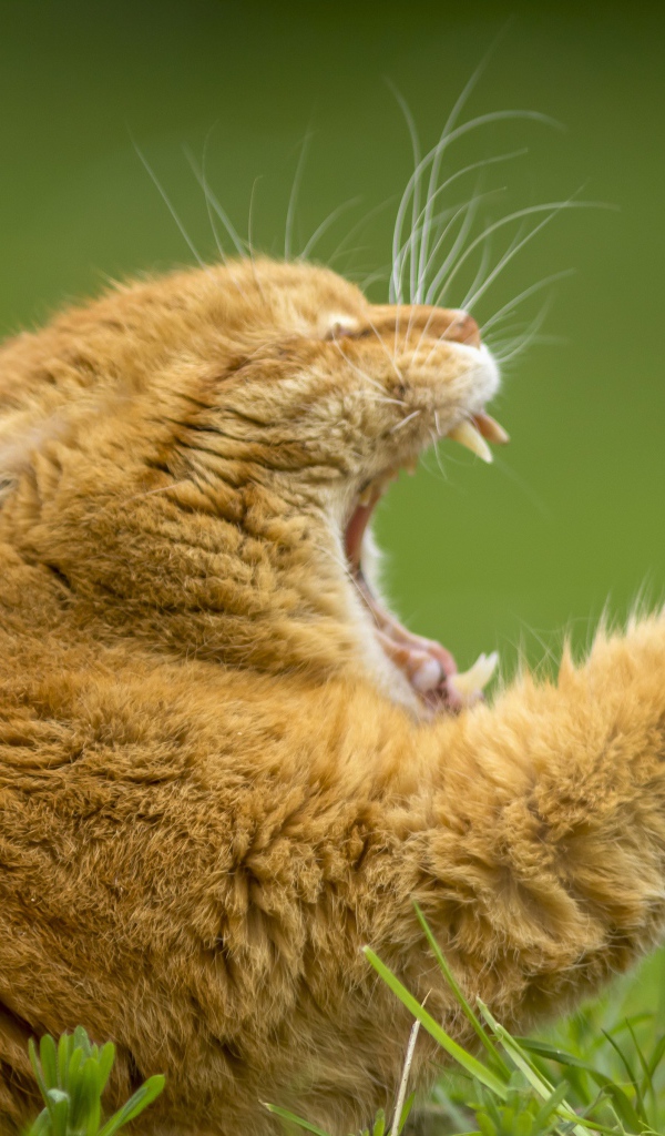 Рыжий зевающий кот на зеленой траве