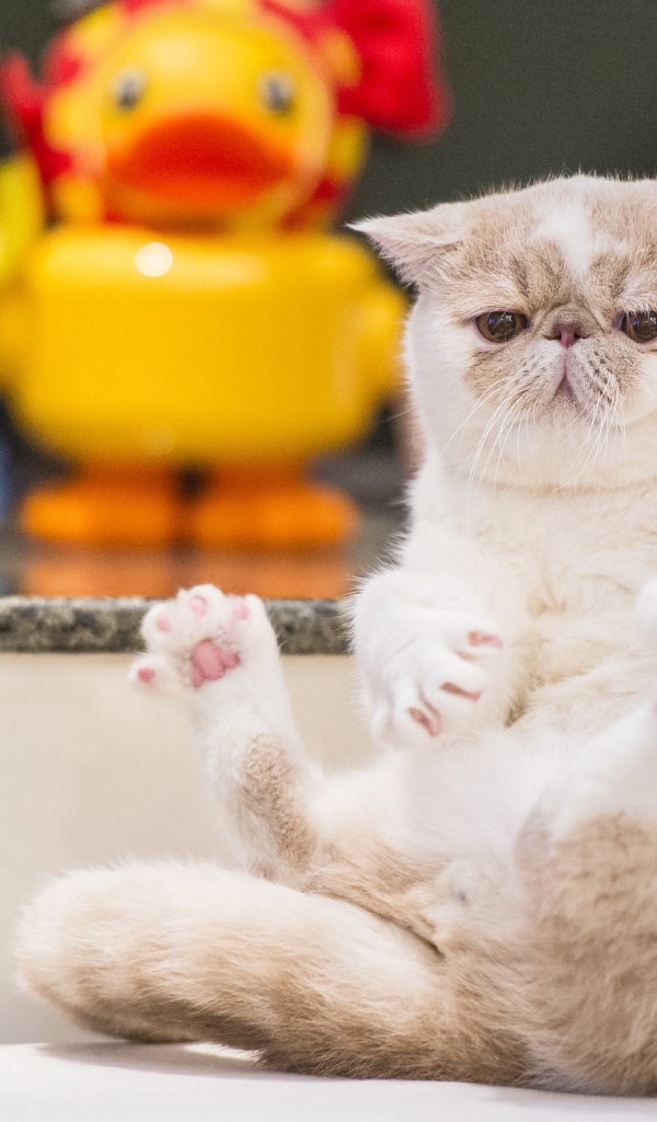 Грустный кот породы экзотическая короткошёрстная кошка