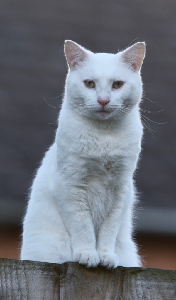 Грустный белый кот сидит на заборе