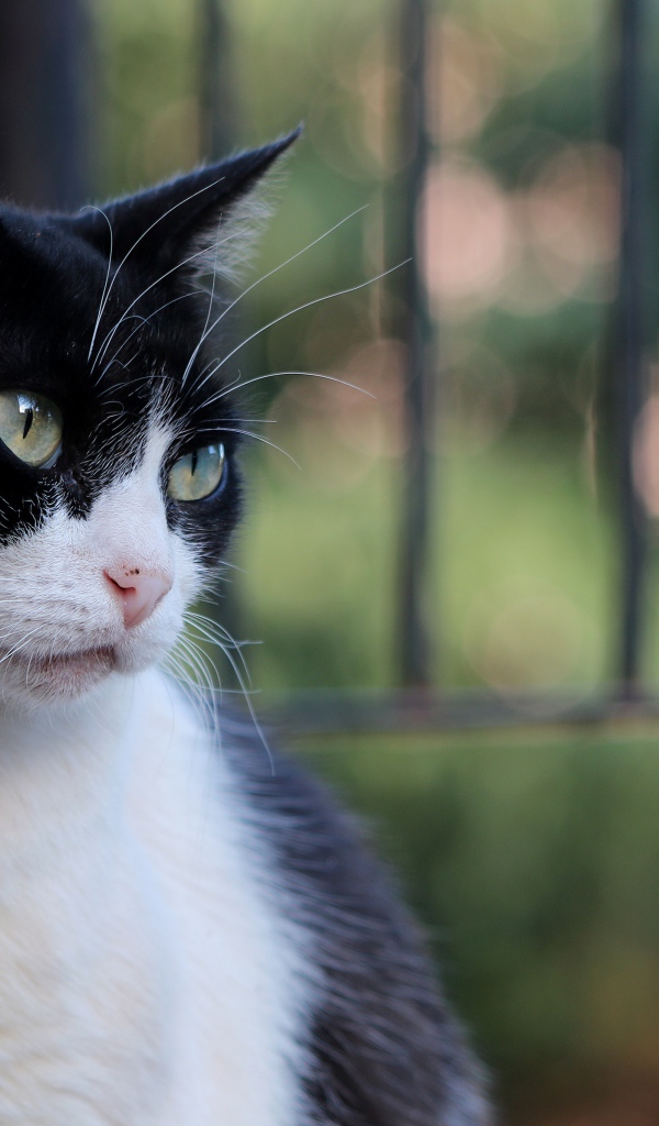 Серьезный взгляд красивого зеленоглазого черно-белого кота