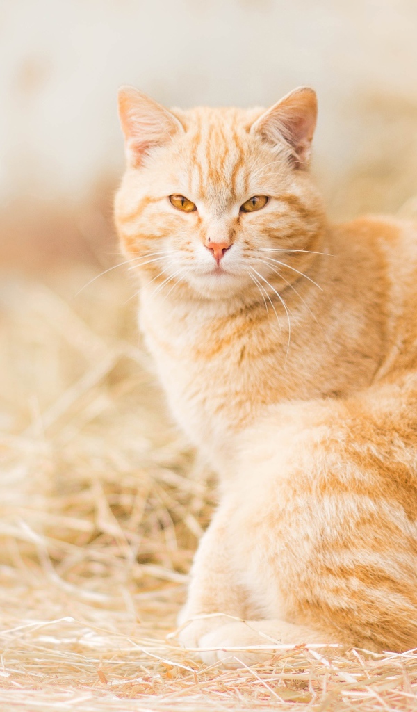 Серьезный взгляд красивого рыжего кота