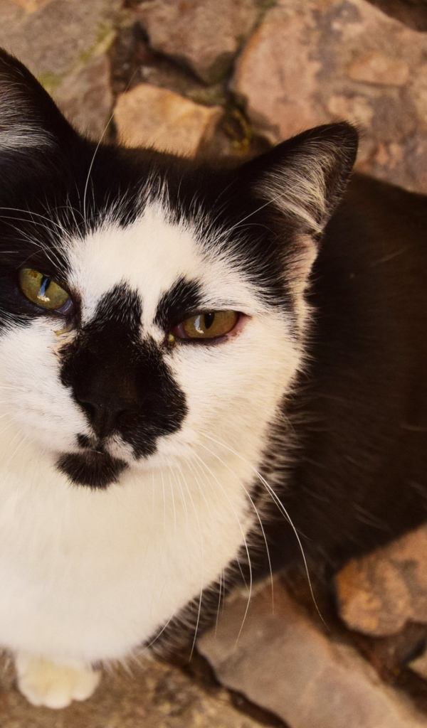 Серьезный взгляд черно белого кота