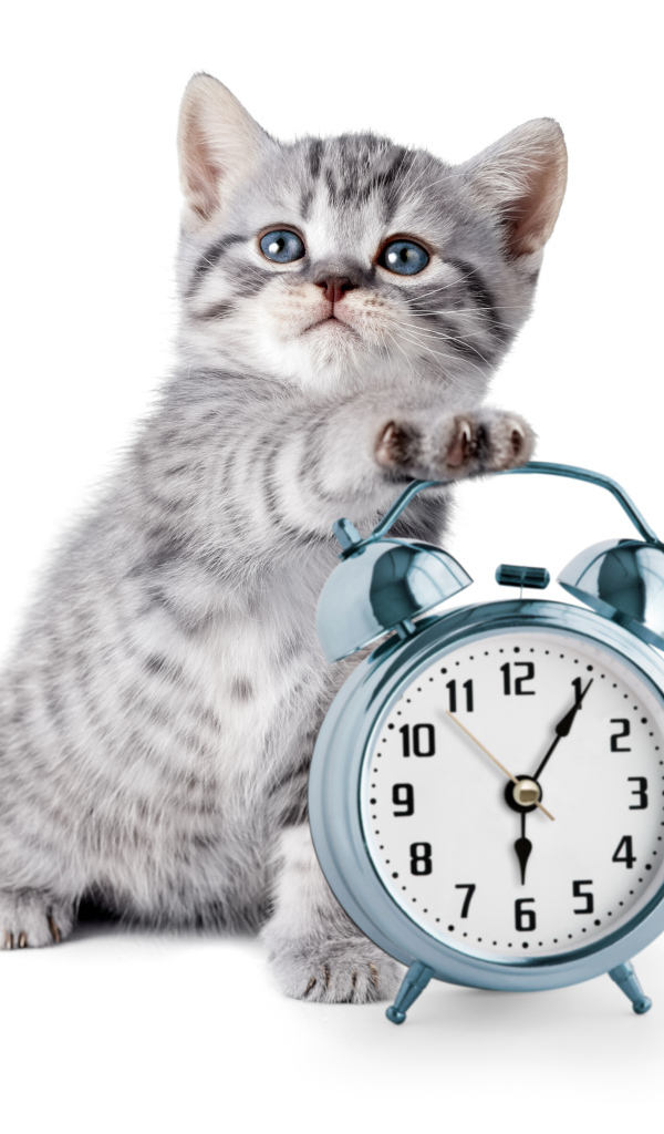 Маленький серый котенок будильником на белом фоне