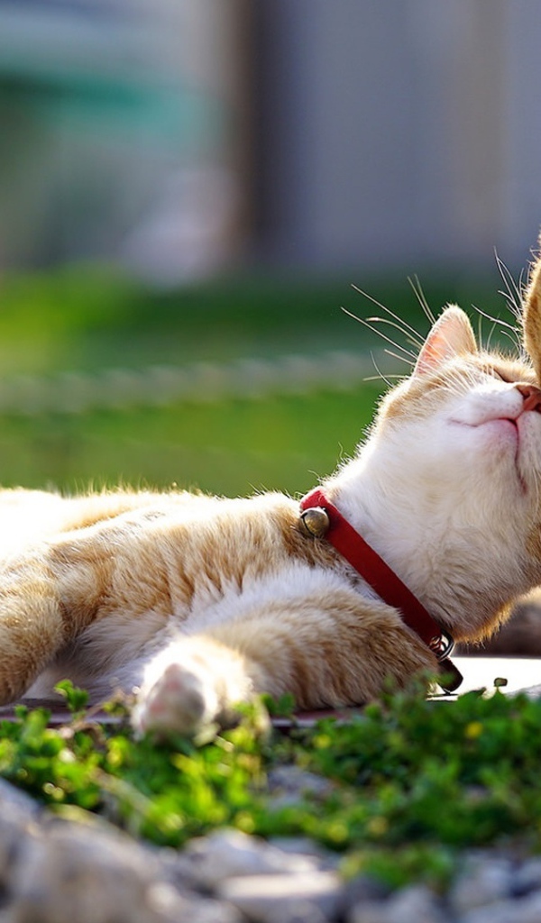 Весенняя кошачья любовь 