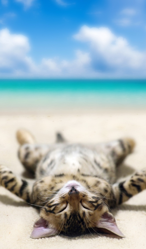 Полосатый котенок загорает на морском пляже