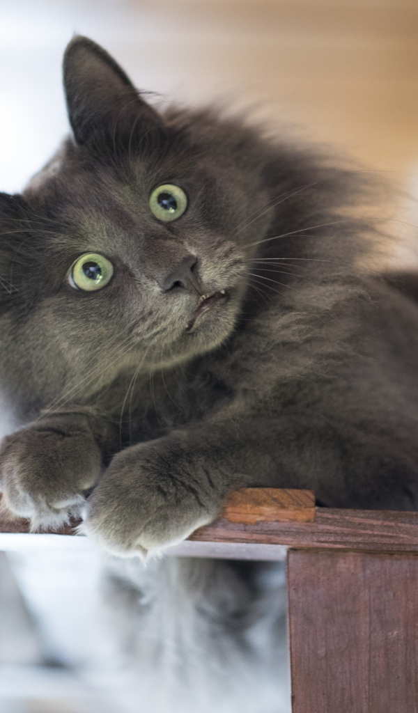 Удивленный взгляд зеленоглазого серого кота