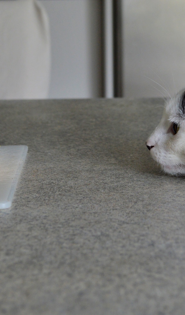 Кот смотрит на кусок сыра на столе