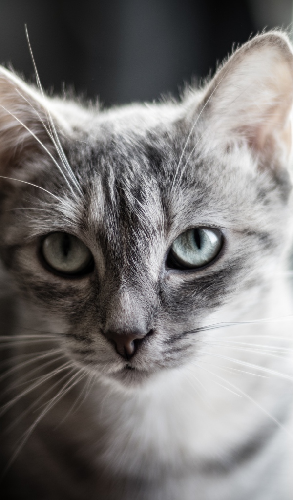 Взгляд серой кошки с большими серыми глазами