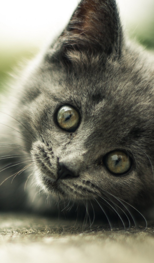 Взгляд маленького серого котенка 