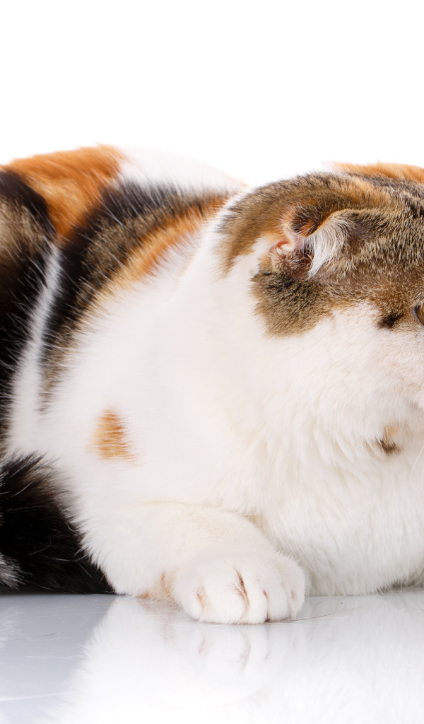 Трехцветная кошка породы Скоттиш-фолд на белом фоне