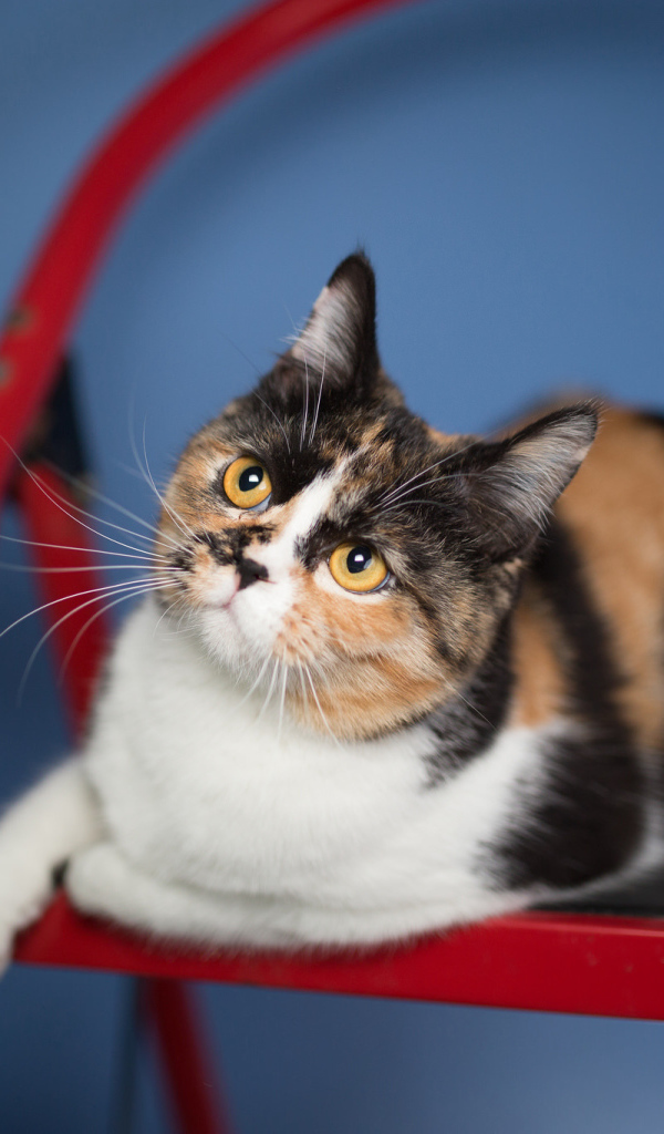 Трехцветная забавная кошка сидит на красном стуле