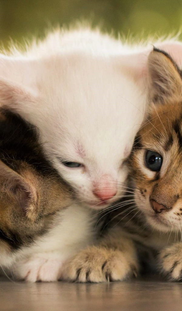 Три маленьких котенка греют друг друга