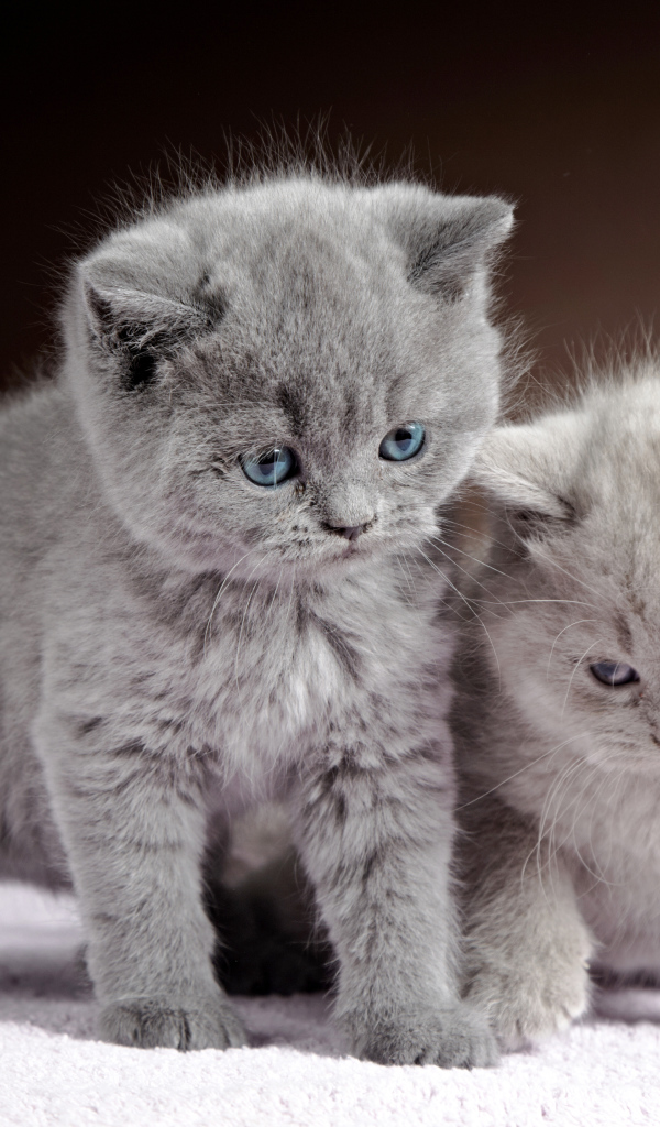 Два милых котенка британца