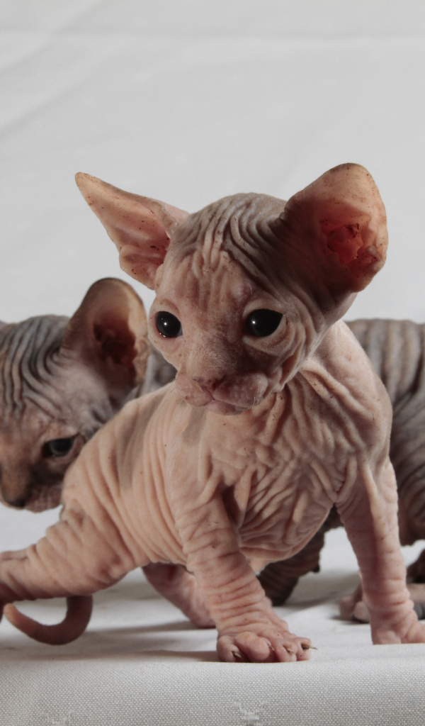 Два милых котенка породы сфинкс на сером фоне