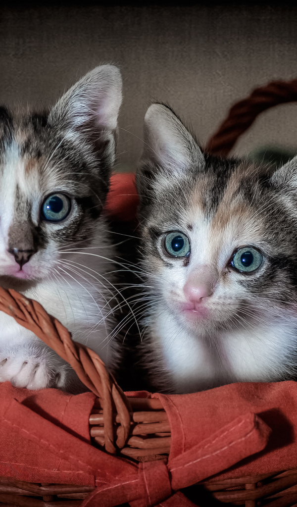 Два милых серых котенка сидят в корзине