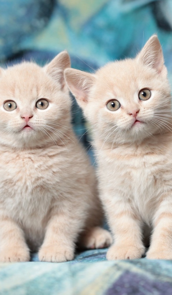 Два милых маленьких рыжих котенка 
