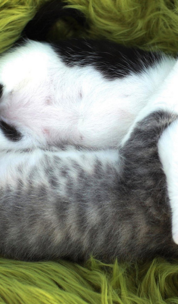 Два маленьких забавных котенка спят обнявшись