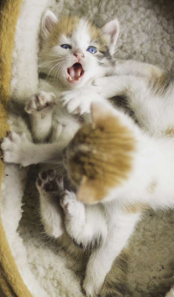 Два маленьких забавных котенка 