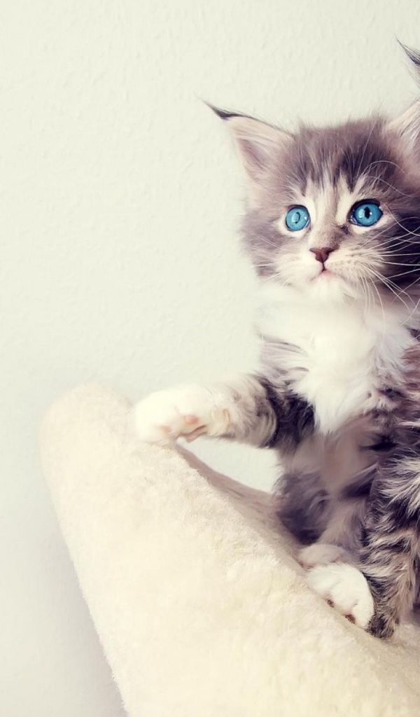 Два маленьких голубоглазых котенка 