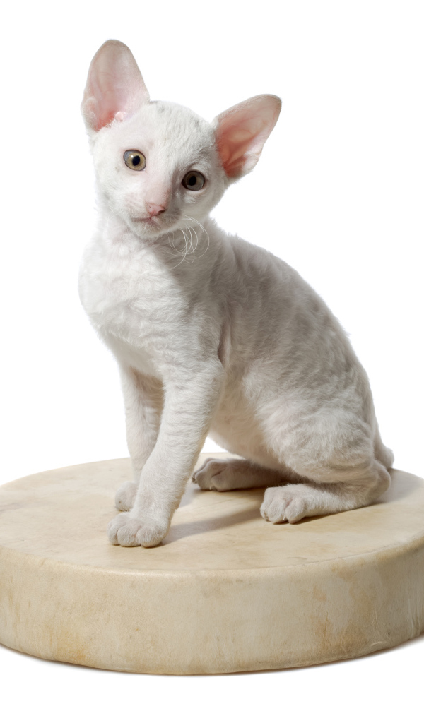 Белый котенок пород Корниш Рекс сидит на круглой подушке