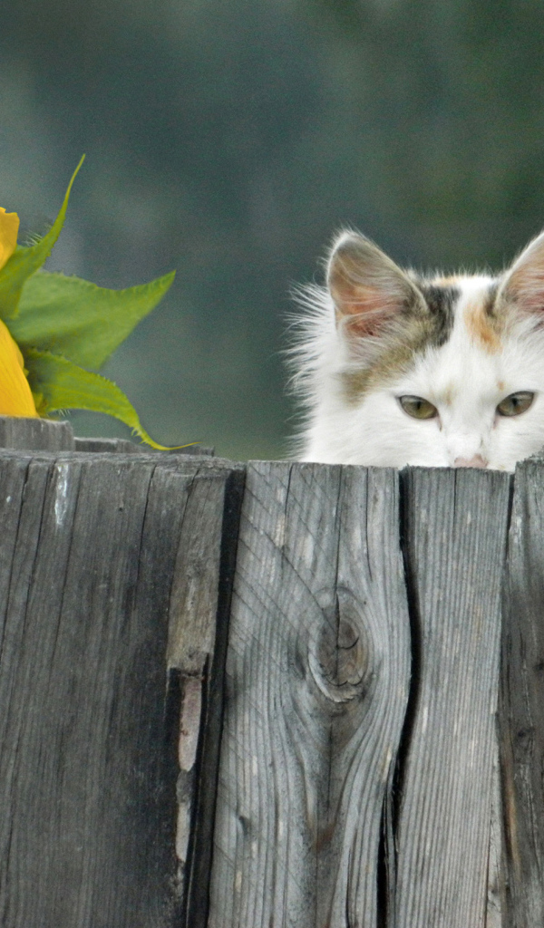 Белый кот выглядывает из-за забора