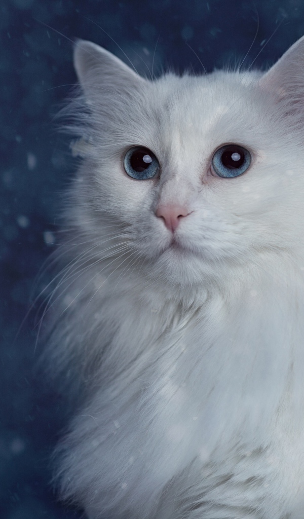 Белый пушистый красивый кот с голубыми глазами