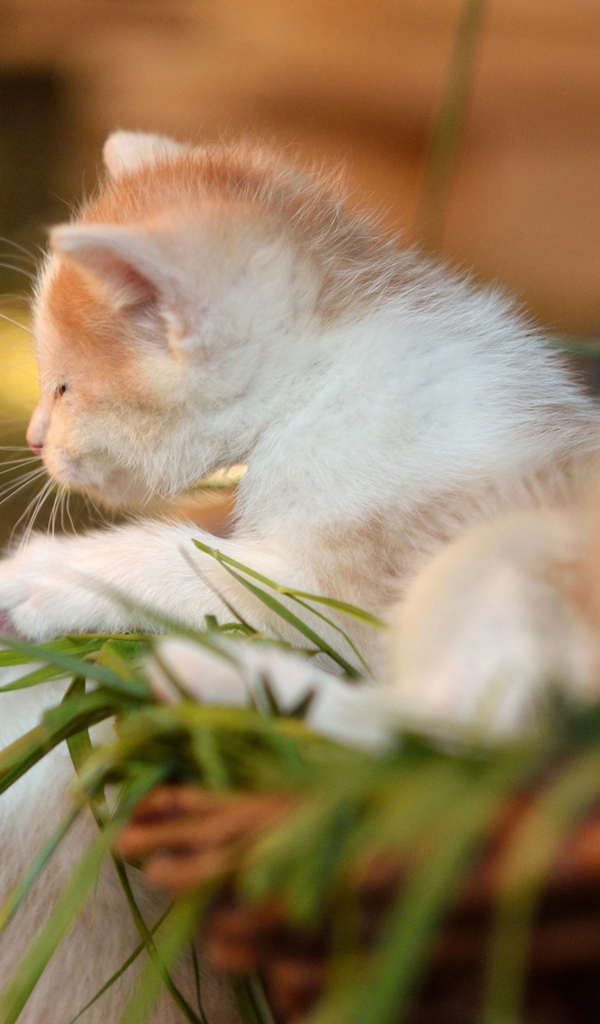 Два маленьких котенка играют 