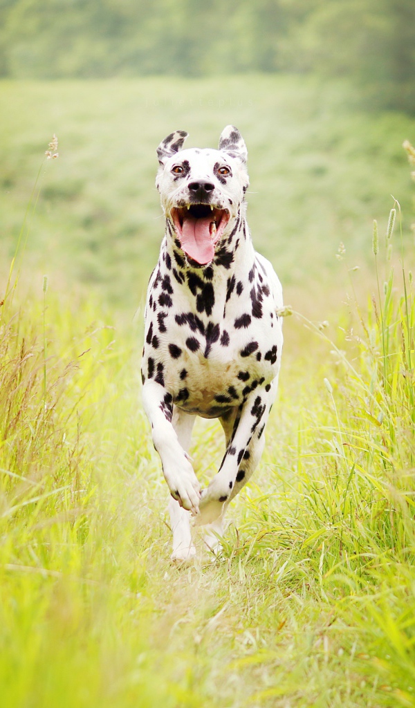 Собака породы далматин бежит по зеленой траве 