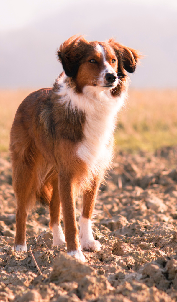Красивая собака с умной мордой стоит на земле