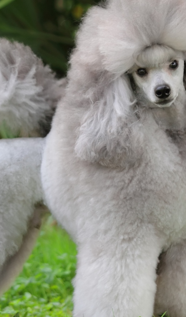 Красивый пушистый серый пудель позирует