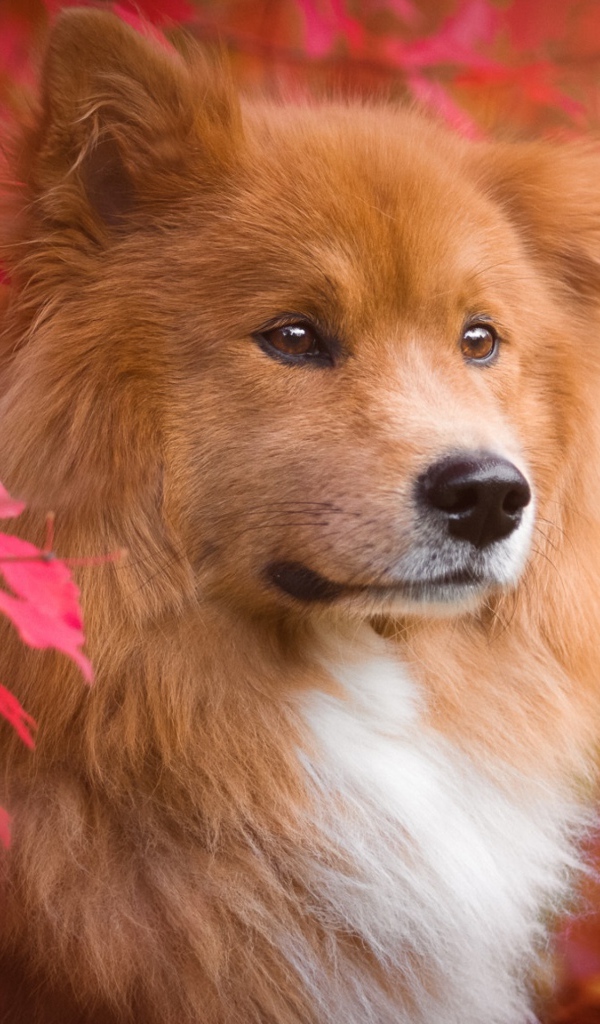 Большая рыжая собака с грустной мордой