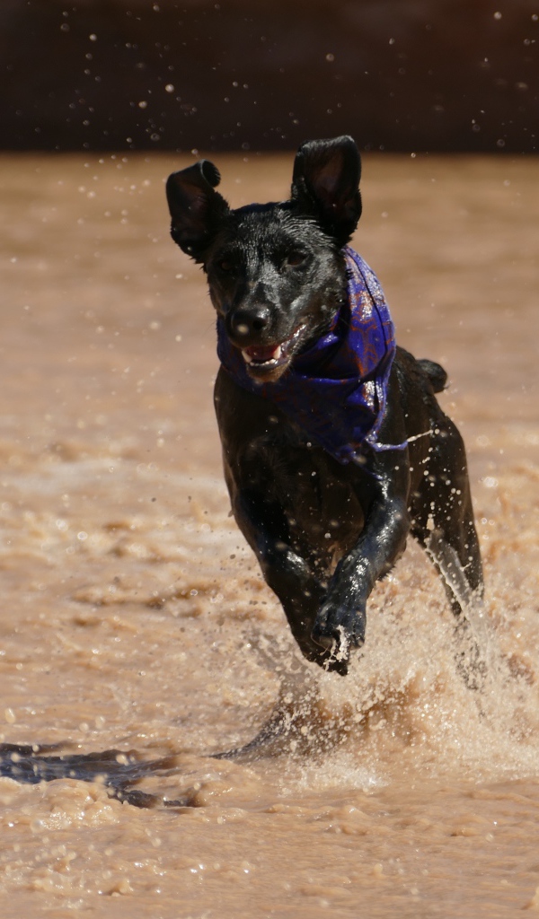Черная собака с платком на шее бежит по воде