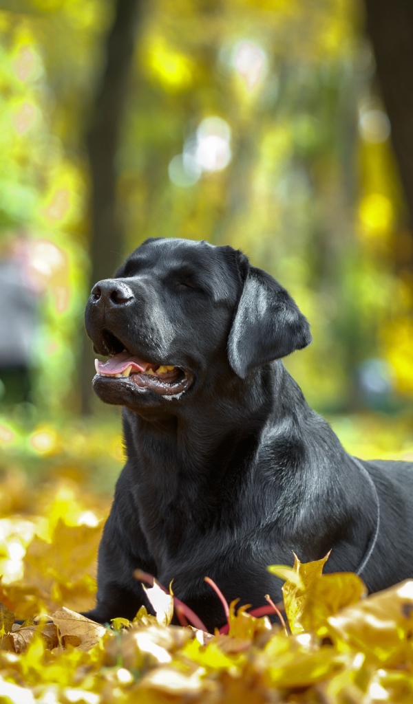 Черный лабрадор отдыхает на опавшей желтой листве