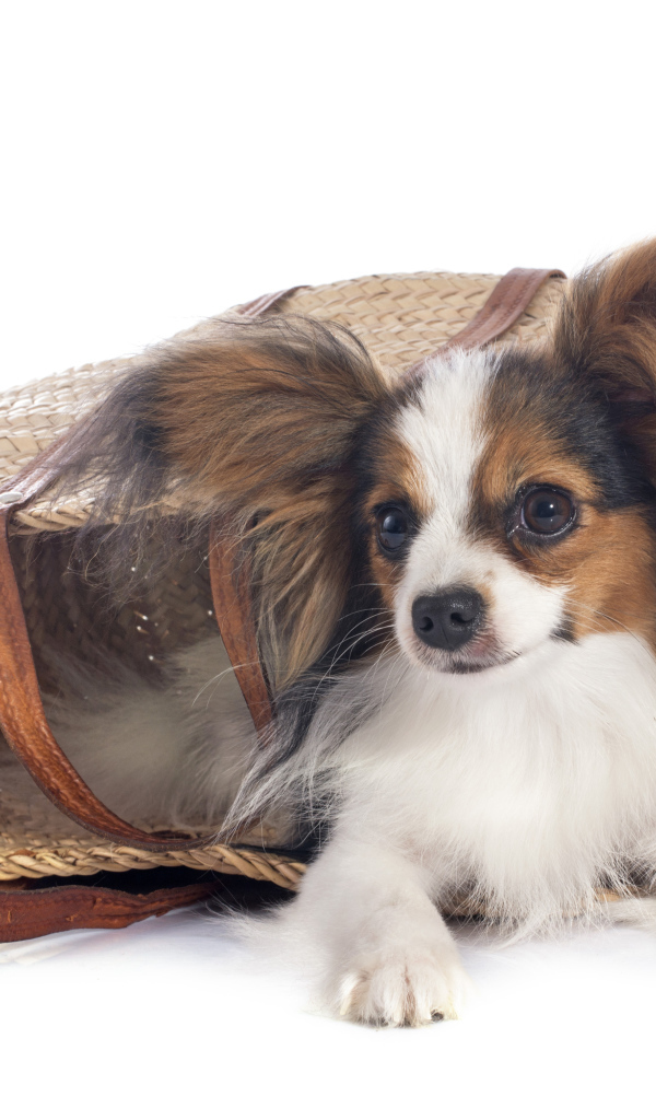 Собака чихуахуа лежит в соломенной корзинке на белом фоне