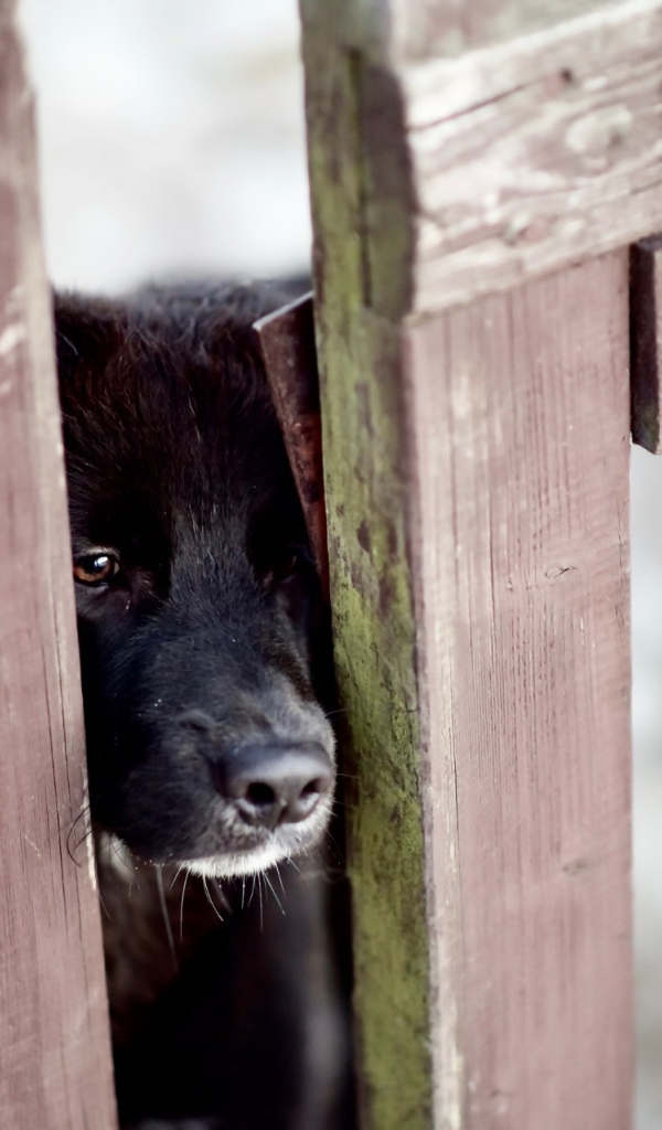 Любопытный черный пес заглядывает в щель в заборе