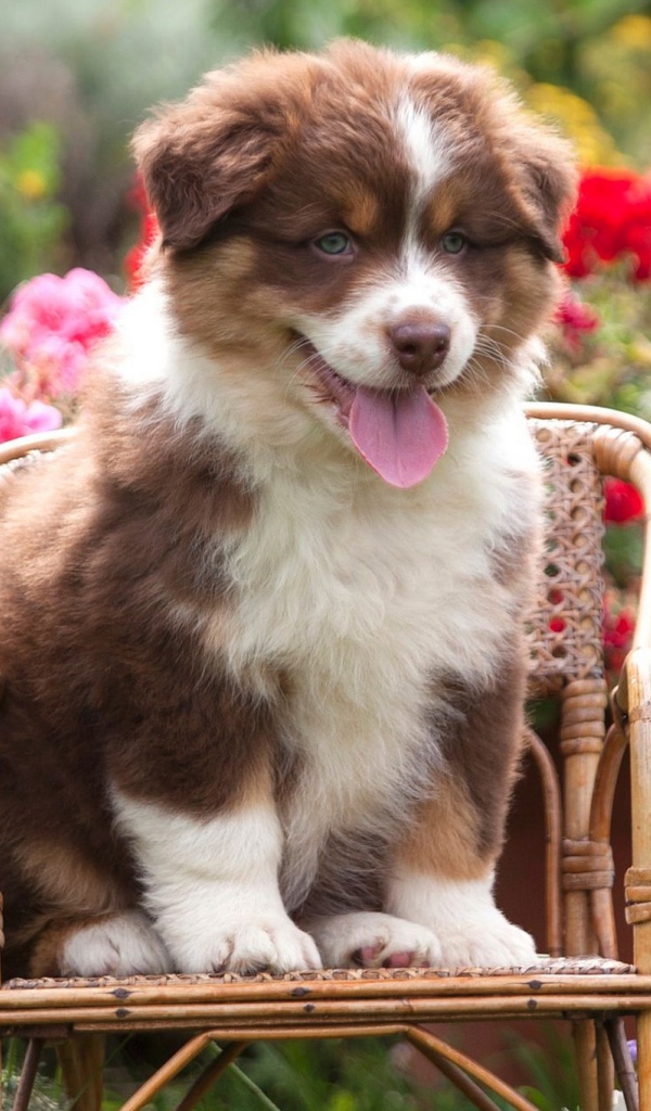 Милый щенок породы Австралийская овчарка, сидит на стуле 