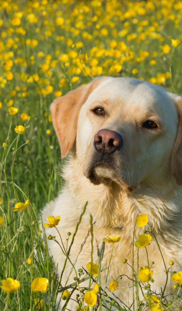 Собака породы золотистый ретривер сидит в поле желтых лютиков